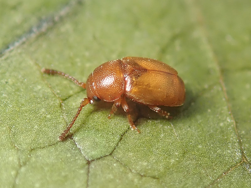 Chrysomelidae? No, Kateretidae, Kateretes pusillus, maschio